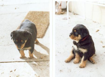 2 Bébé chien